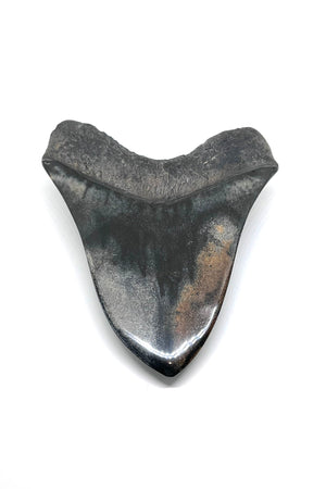 Grade "A" Megalodon Shark Tooth