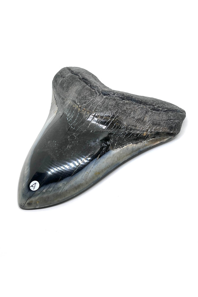 Grade "A" Megalodon Shark Tooth