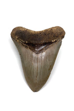 Megalodon Shark Tooth